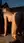 Young adult brunette nude deck pose
