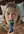 Blonde topless brushing teeth in bed