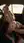Doggystyle backseat creampie at dawn